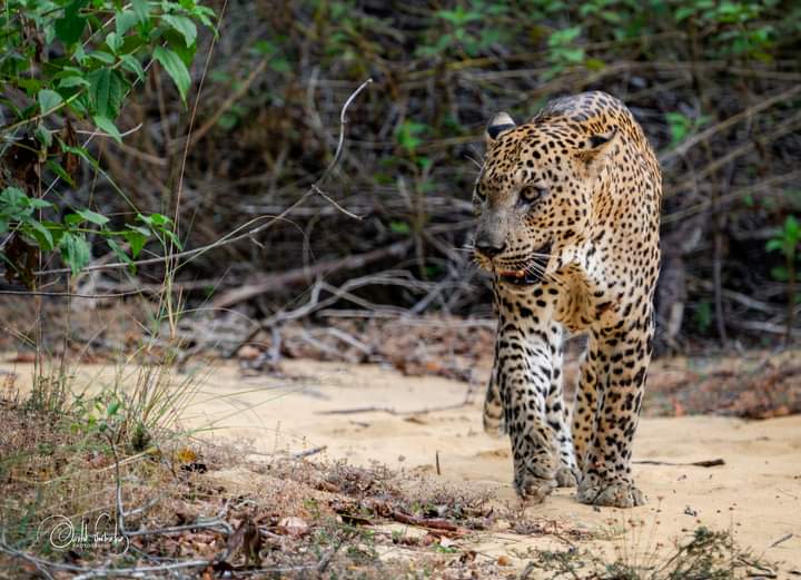 Kumana National Park Thumbnail 4