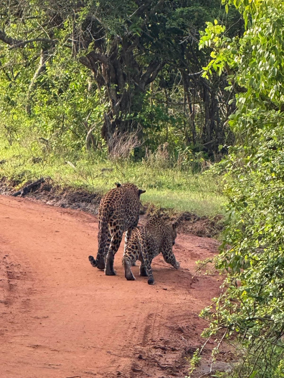 Kumana National Park Thumbnail 5