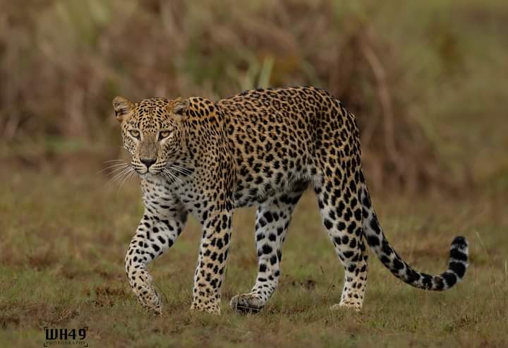 Kumana National Park Thumbnail 7