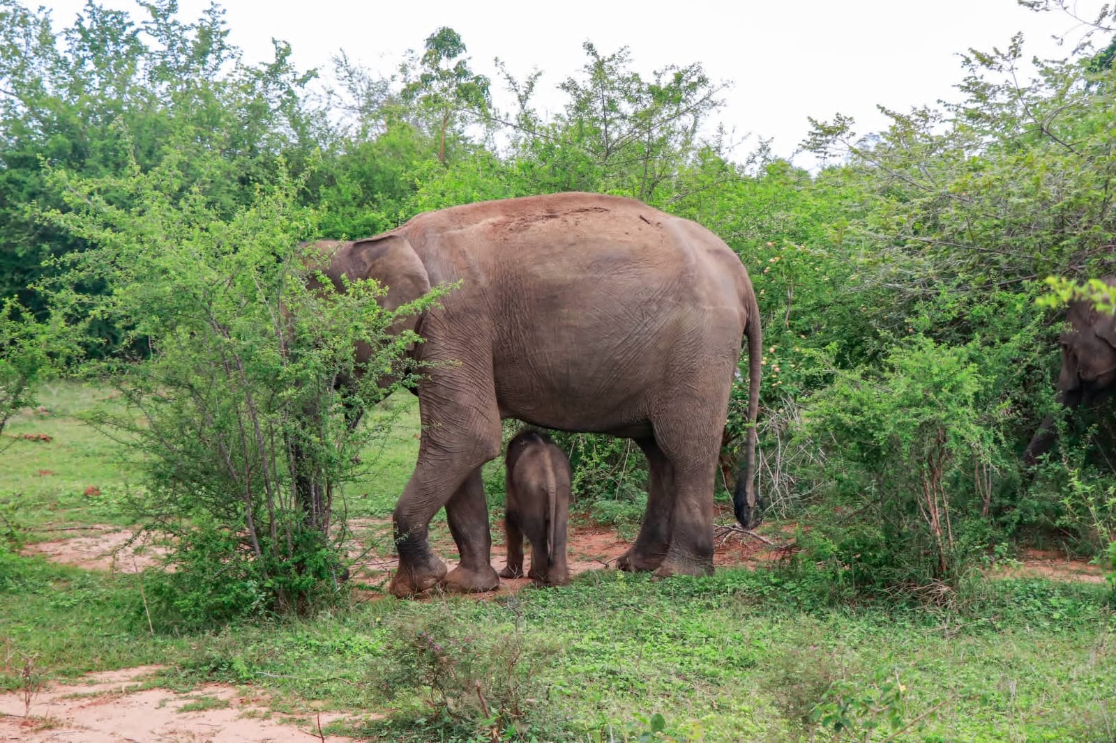 Udawalawe National Park Thumbnail 3