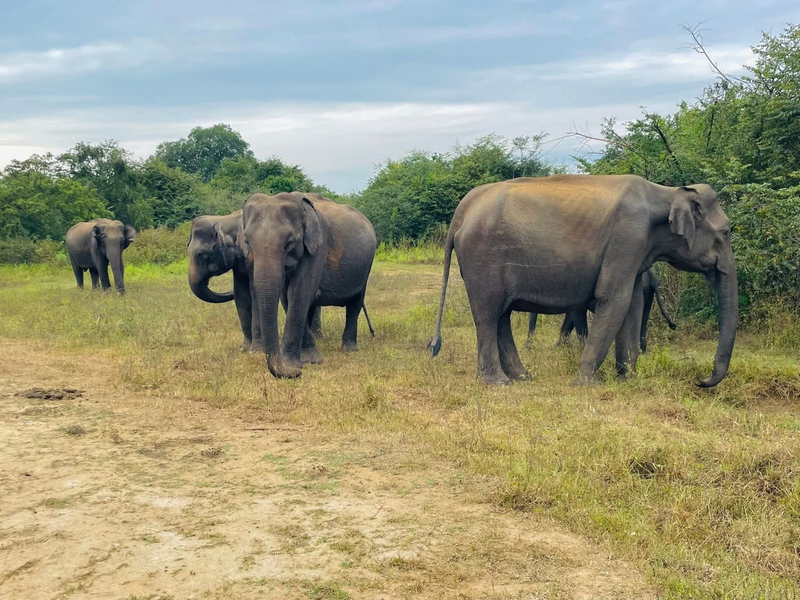 Udawalawe National Park