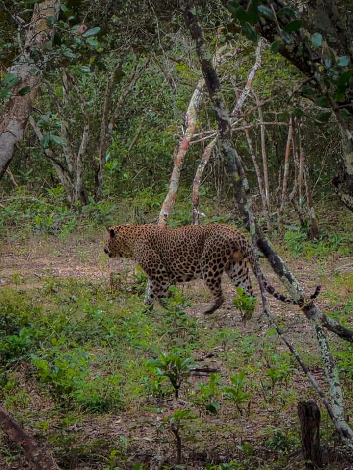 Wilpattu National Park Thumbnail 6