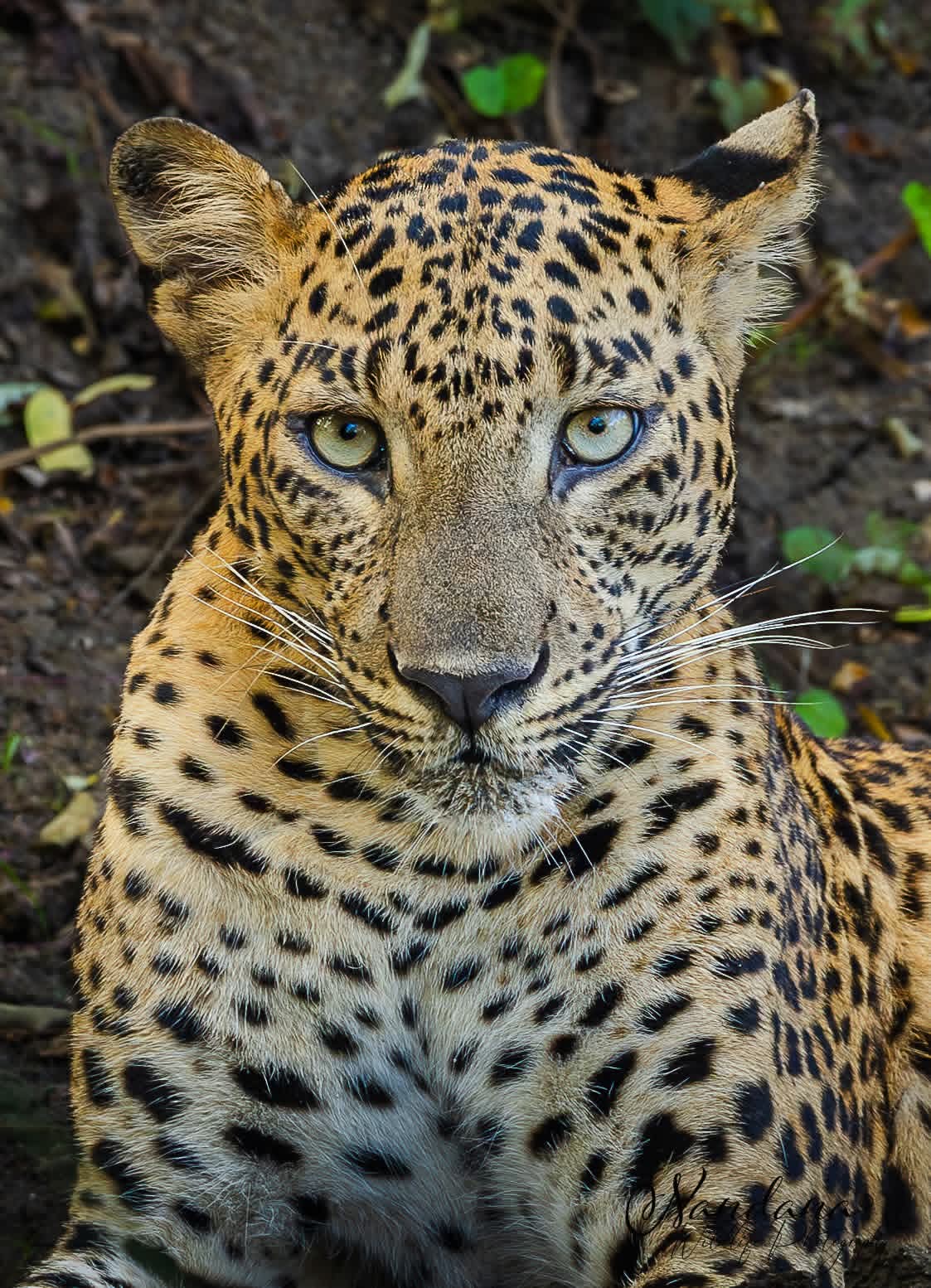 Yala National Park Showcase Image