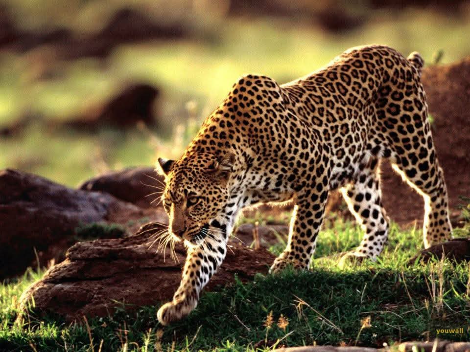 Yala National Park