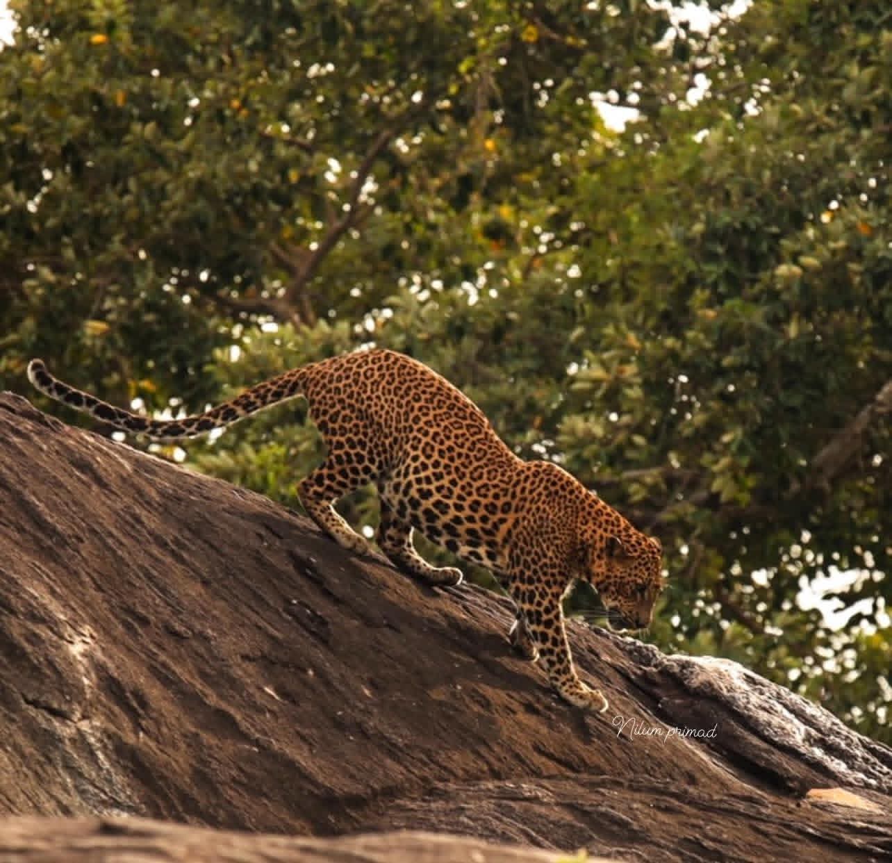 Yala National Park Thumbnail 2