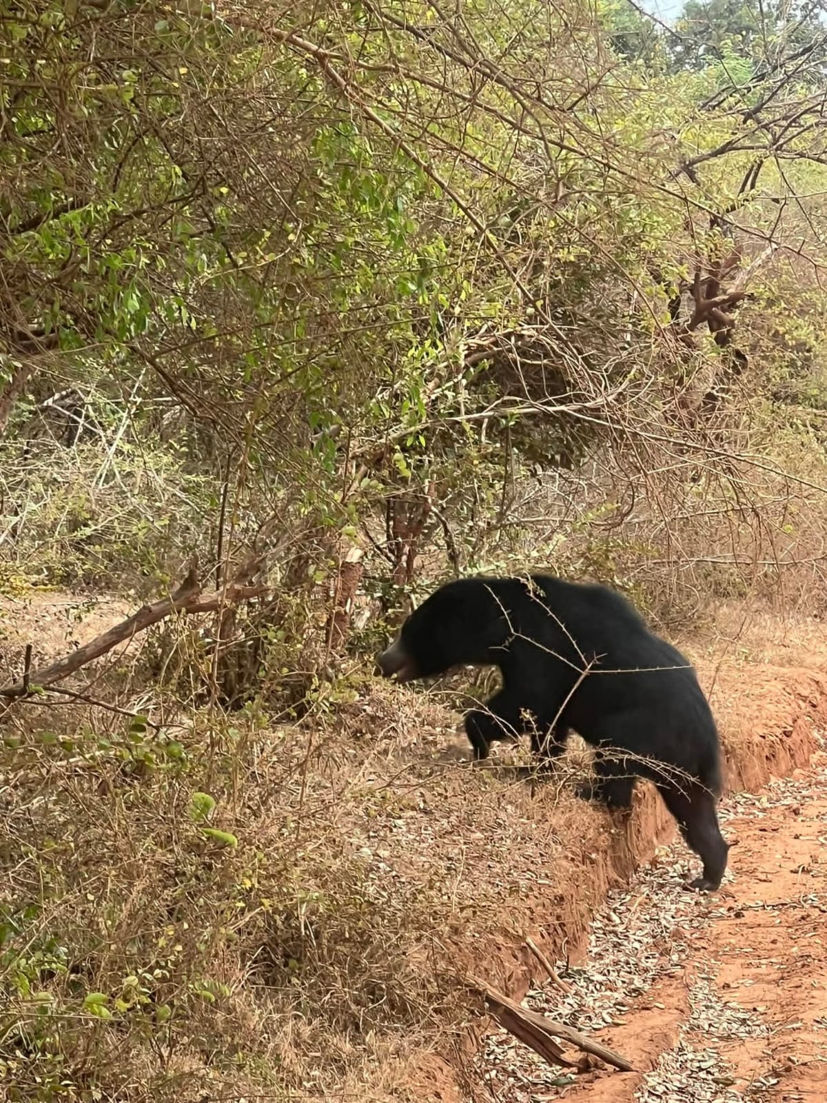Yala National Park Thumbnail 5