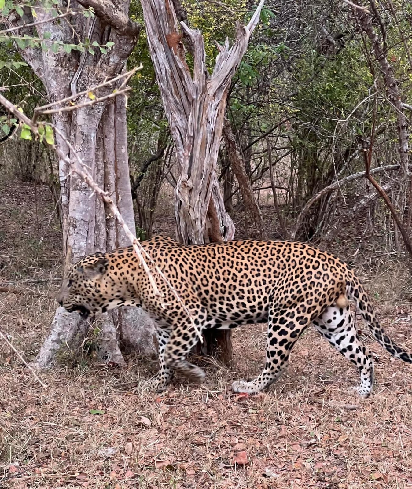 Yala National Park Thumbnail 6