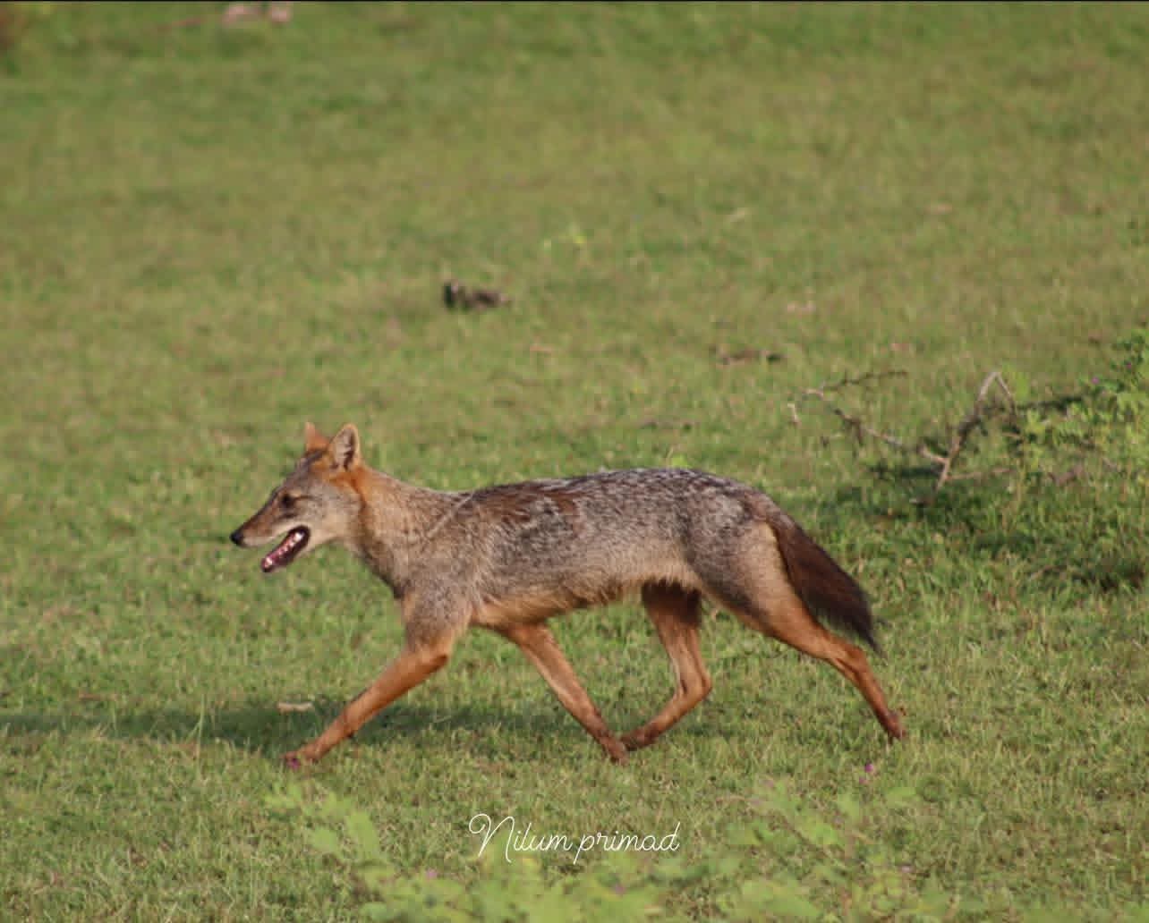 Yala National Park Thumbnail 3