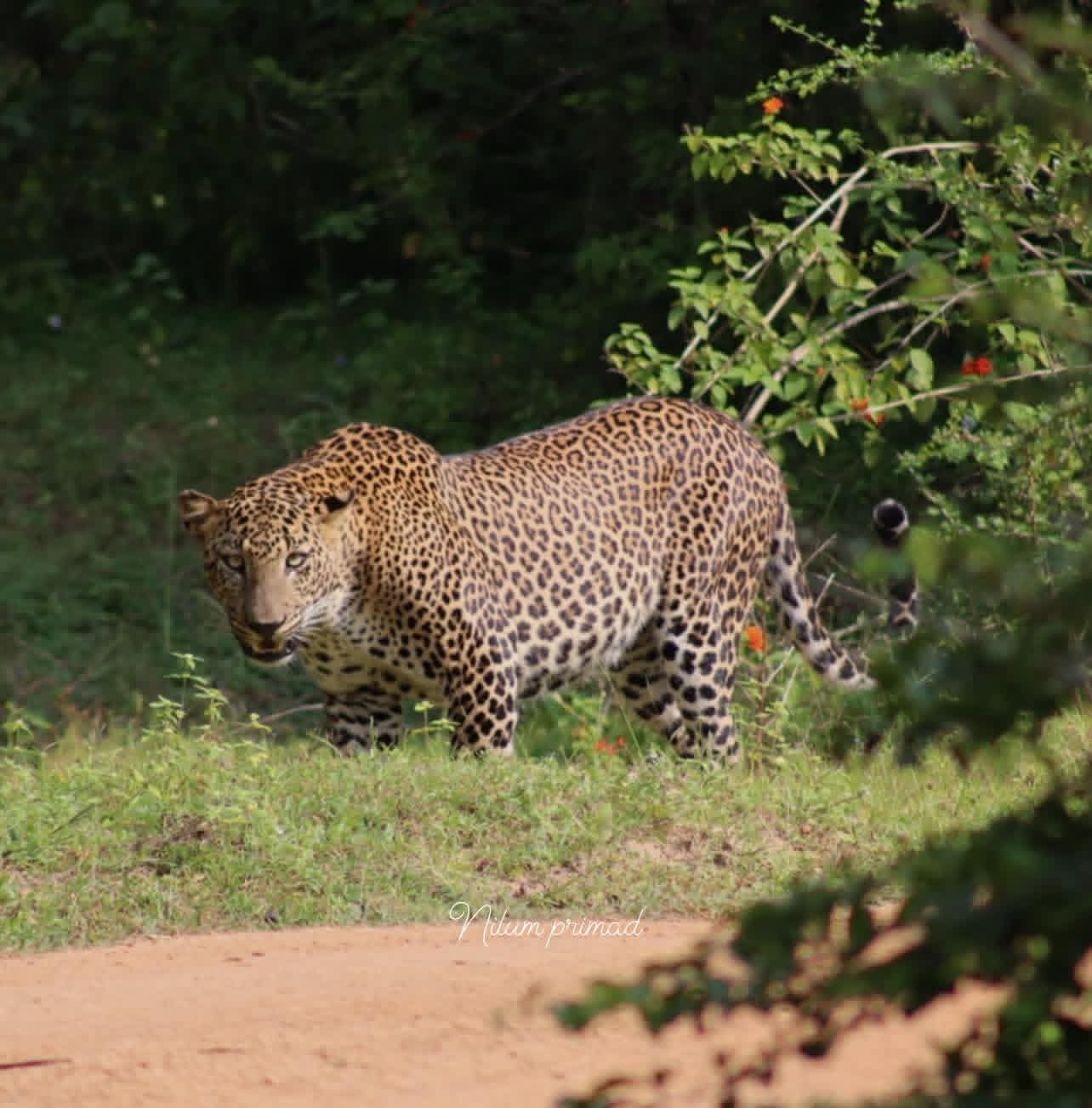 Yala National Park Thumbnail 4