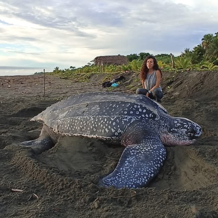 Turtle Watching