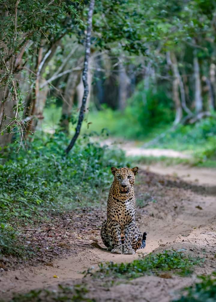 Wilpattu National Park Thumbnail 2