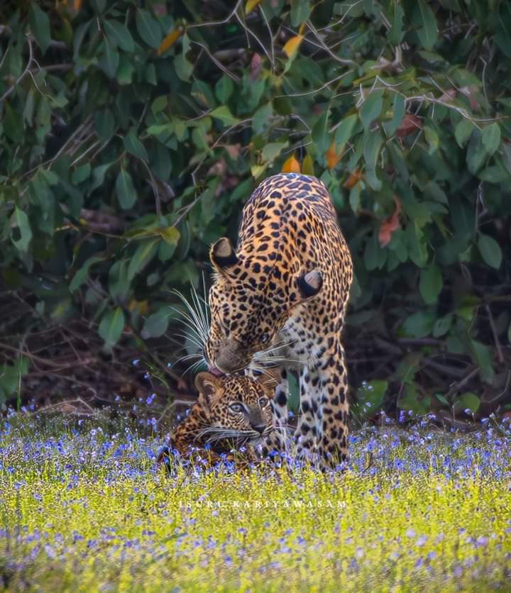 Wilpattu National Park Thumbnail 3