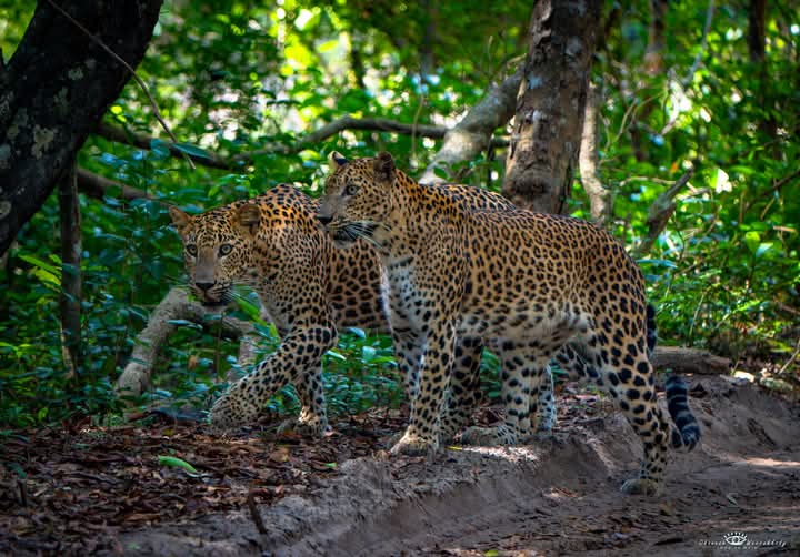 Yala National Park Thumbnail 4