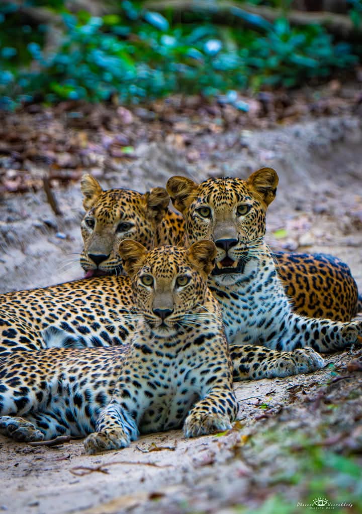 Wilpattu leopard safari in Sri Lanka - n1