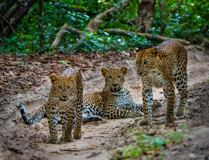Wilpattu leopard safari in Sri Lanka - n2