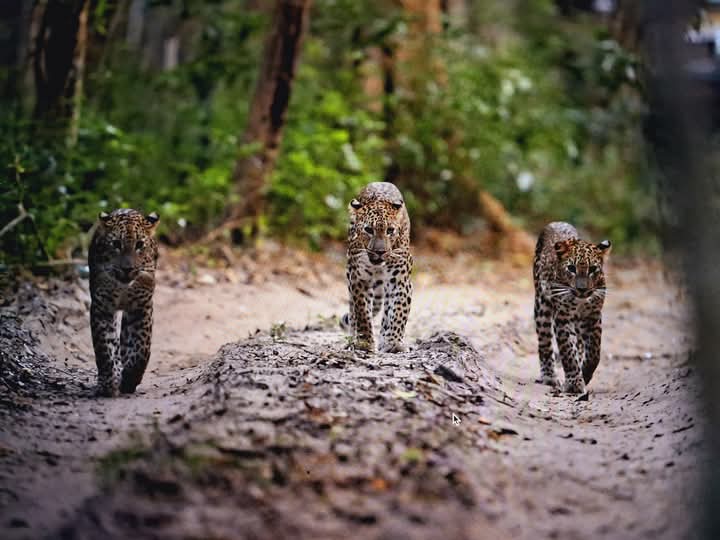 Wilpattu leopard safari in Sri Lanka - n3