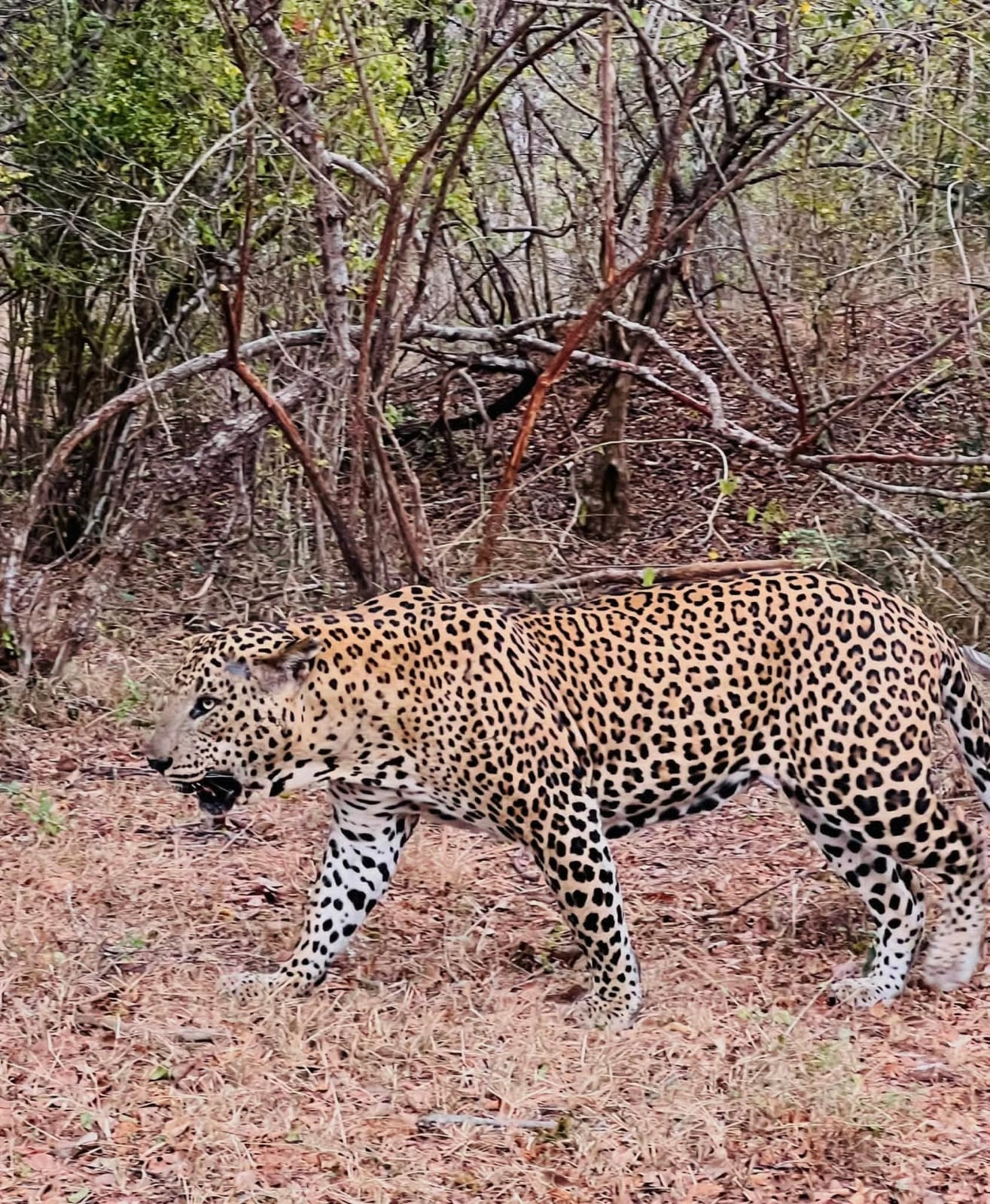 Lunugamvehera National Park Thumbnail 2