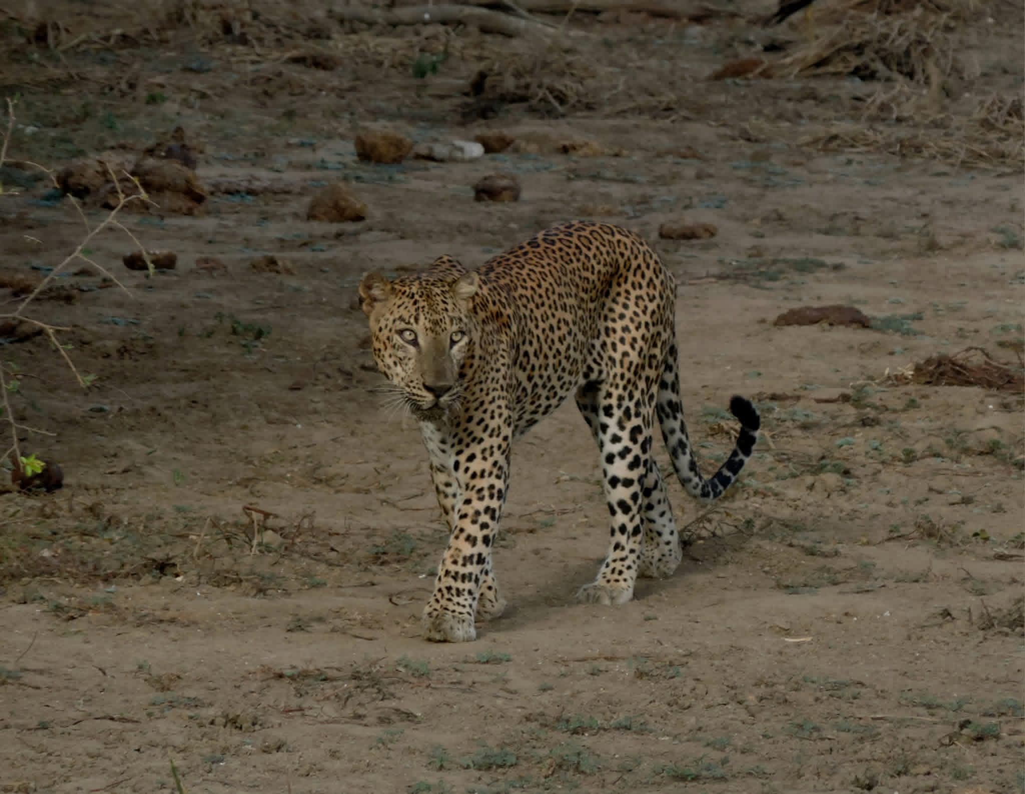 Lunugamvehera National Park Thumbnail 3